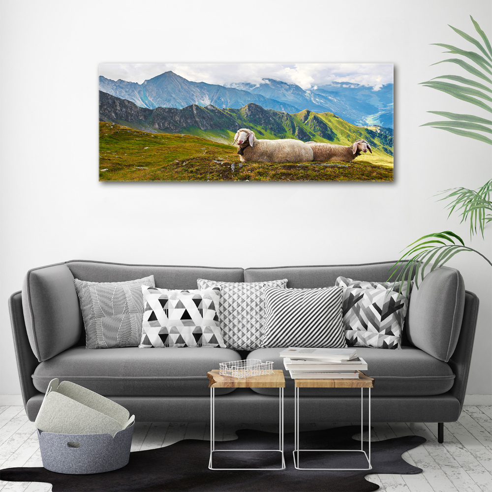 Print on acrylic Sheep in the Alps