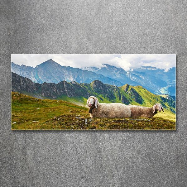 Print on acrylic Sheep in the Alps