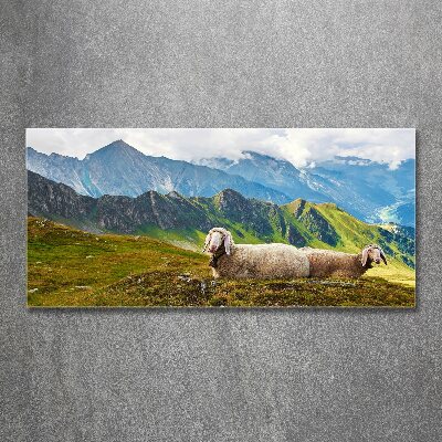 Print on acrylic Sheep in the Alps