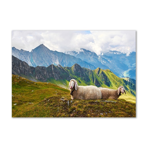 Print on acrylic Sheep in the Alps