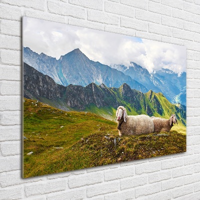 Print on acrylic Sheep in the Alps