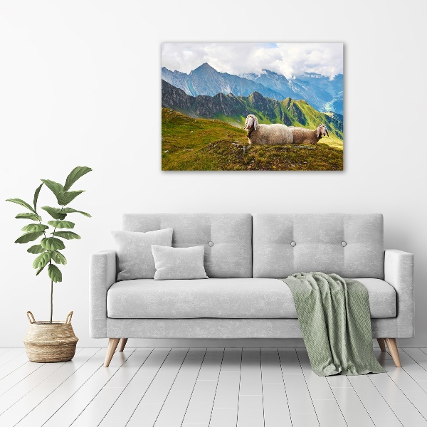 Print on acrylic Sheep in the Alps