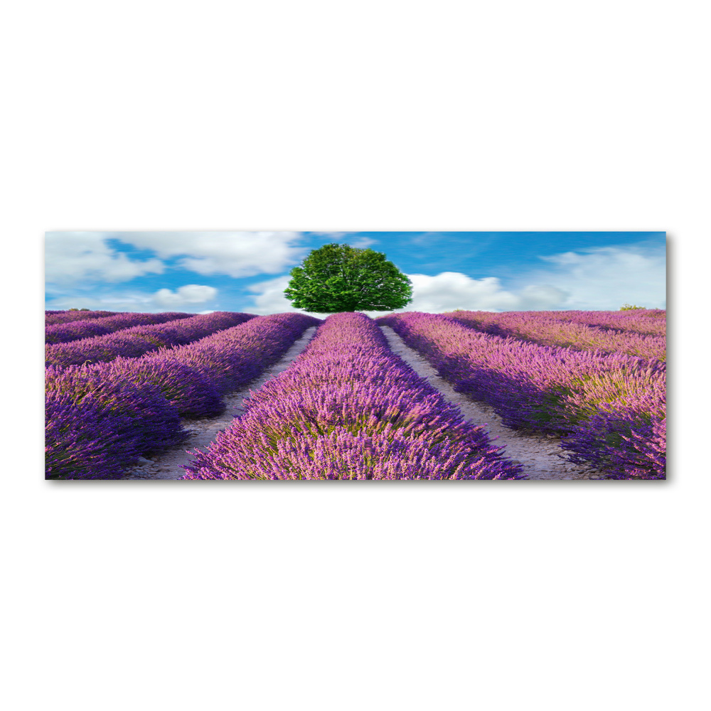 Acrylic wall art Lavender field