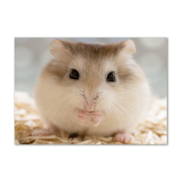 Print on acrylic Hamster