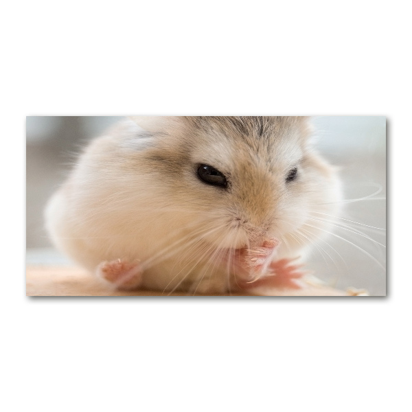 Print on acrylic Hamster