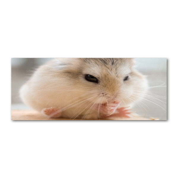 Print on acrylic Hamster