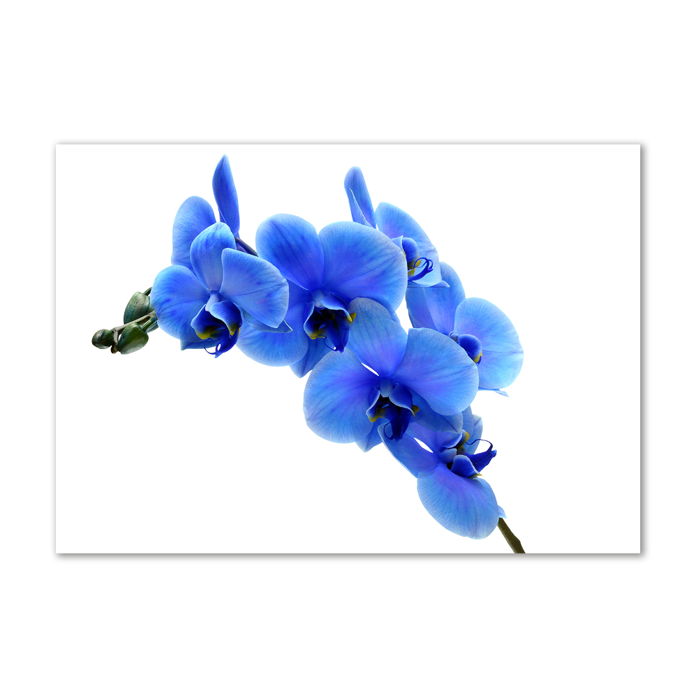 Acrylic wall art Blue orchid