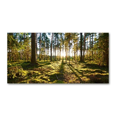 Print on acrylic a pine forest