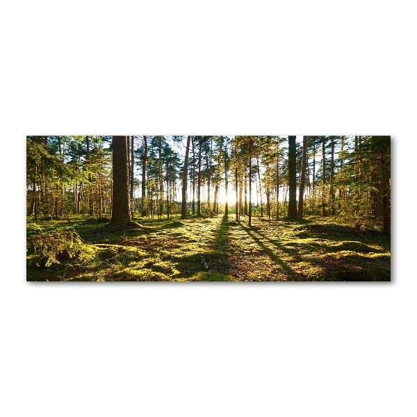 Print on acrylic a pine forest