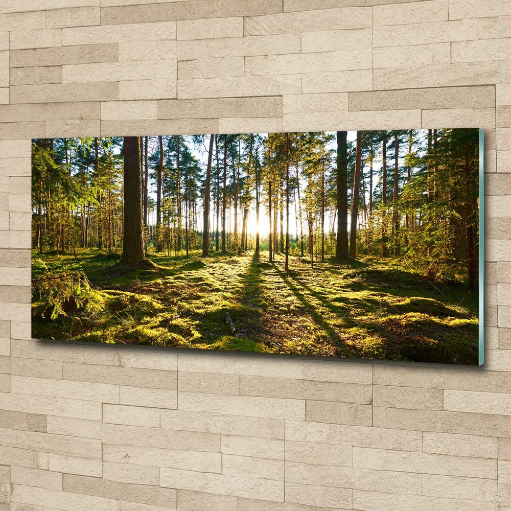 Print on acrylic a pine forest