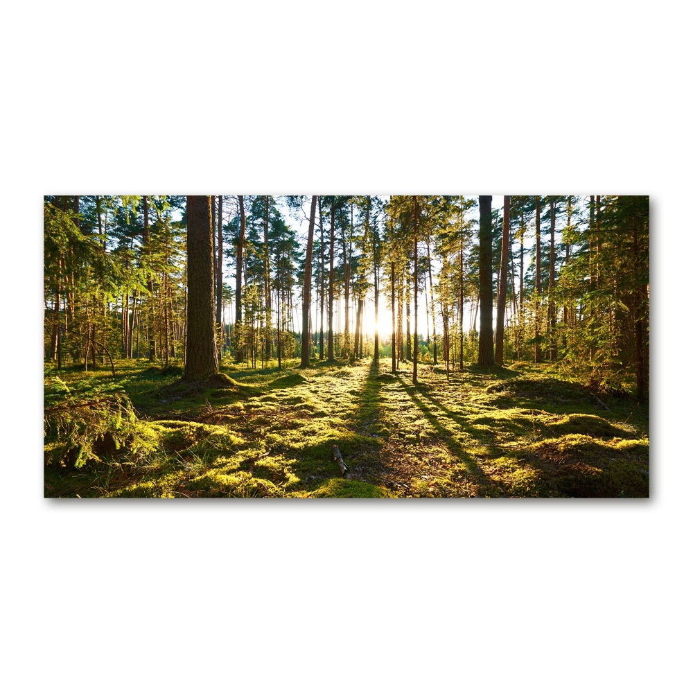 Print on acrylic a pine forest