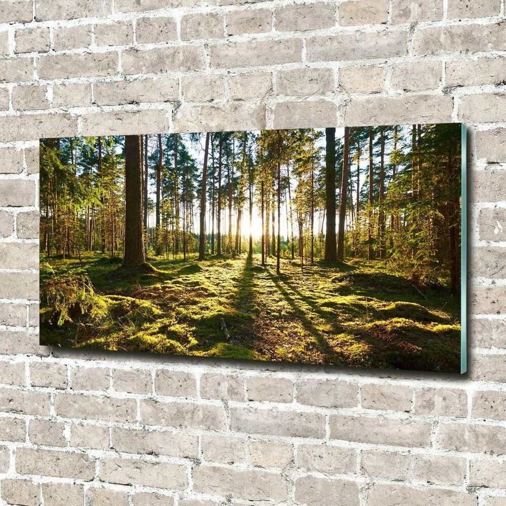 Print on acrylic a pine forest