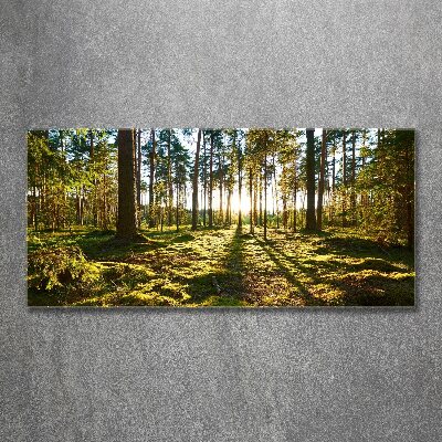 Print on acrylic a pine forest