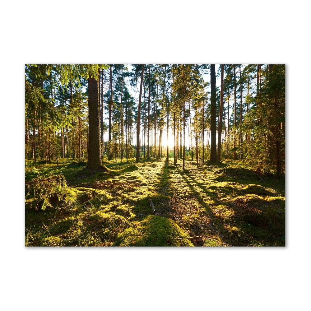 Print on acrylic a pine forest