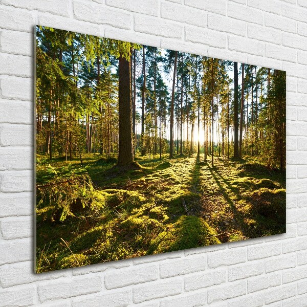 Print on acrylic a pine forest