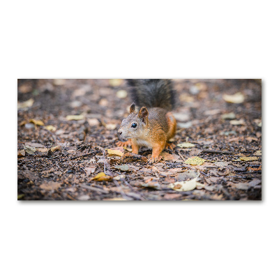 Wall art acrylic Squirrel