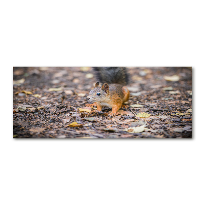 Wall art acrylic Squirrel