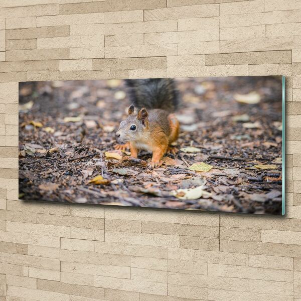 Wall art acrylic Squirrel