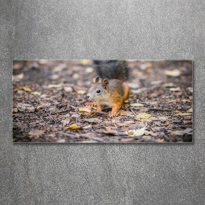 Wall art acrylic Squirrel