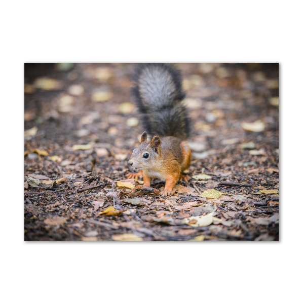 Wall art acrylic Squirrel