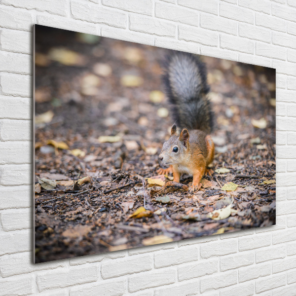 Wall art acrylic Squirrel