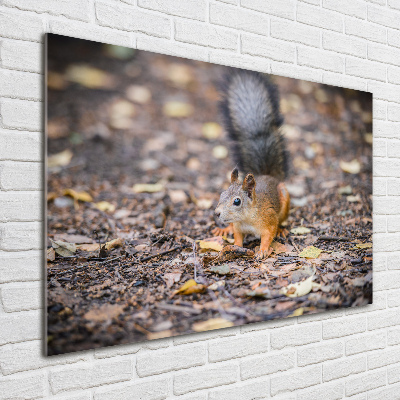 Wall art acrylic Squirrel