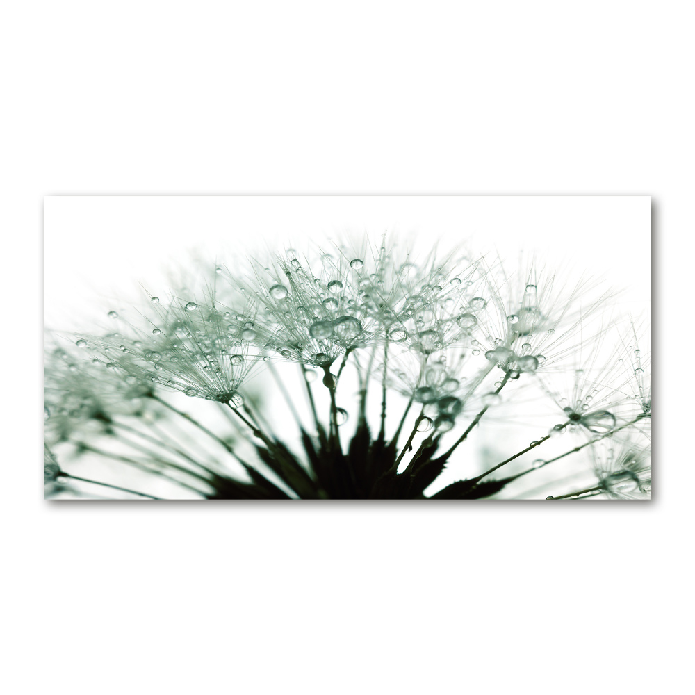 Print on acrylic Dandelion seeds