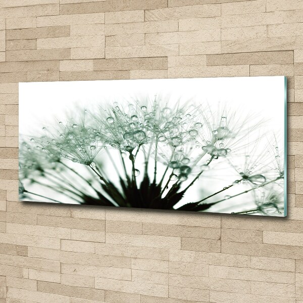 Print on acrylic Dandelion seeds