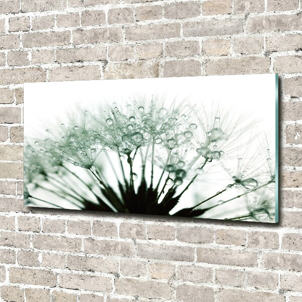 Print on acrylic Dandelion seeds