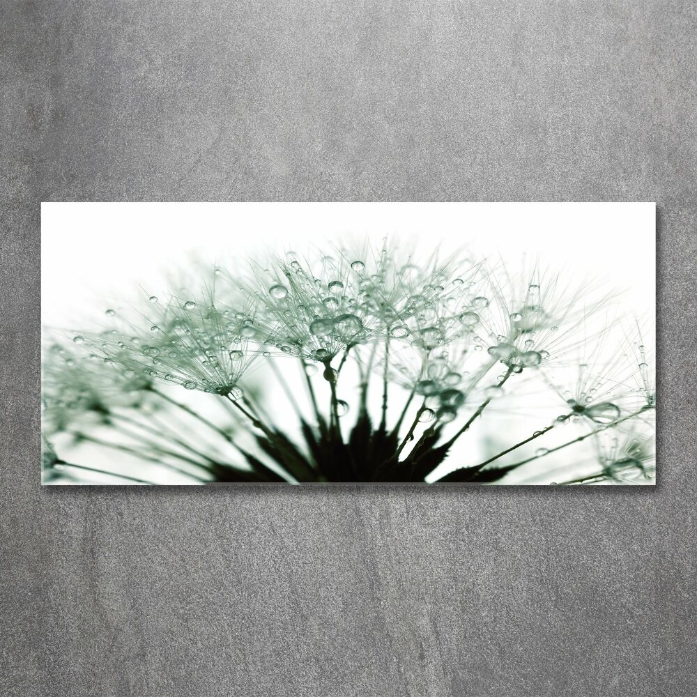 Print on acrylic Dandelion seeds