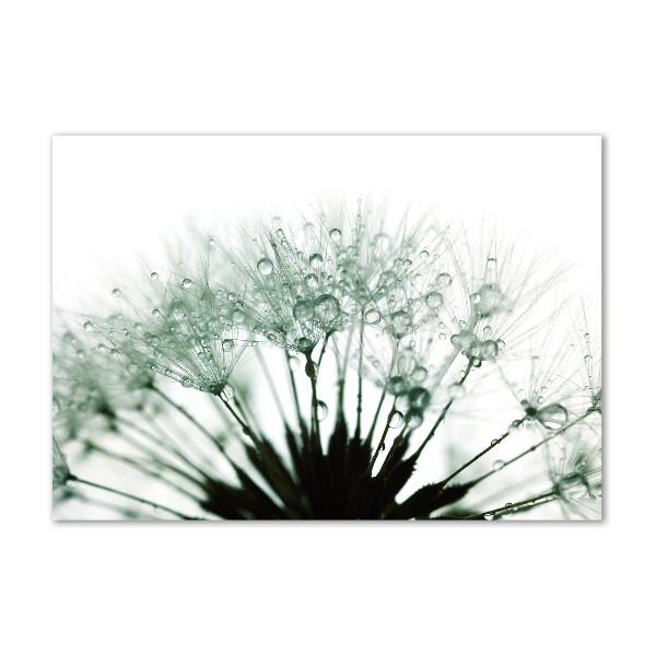 Print on acrylic Dandelion seeds