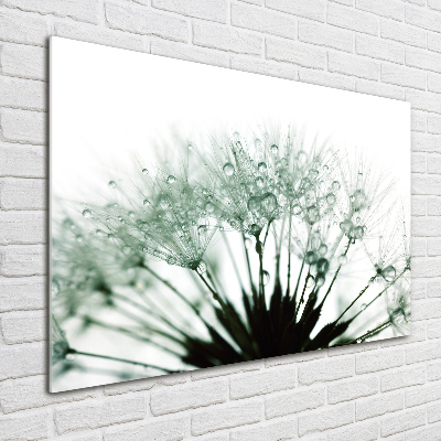 Print on acrylic Dandelion seeds