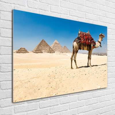 Acrylic wall art A camel in Cairo