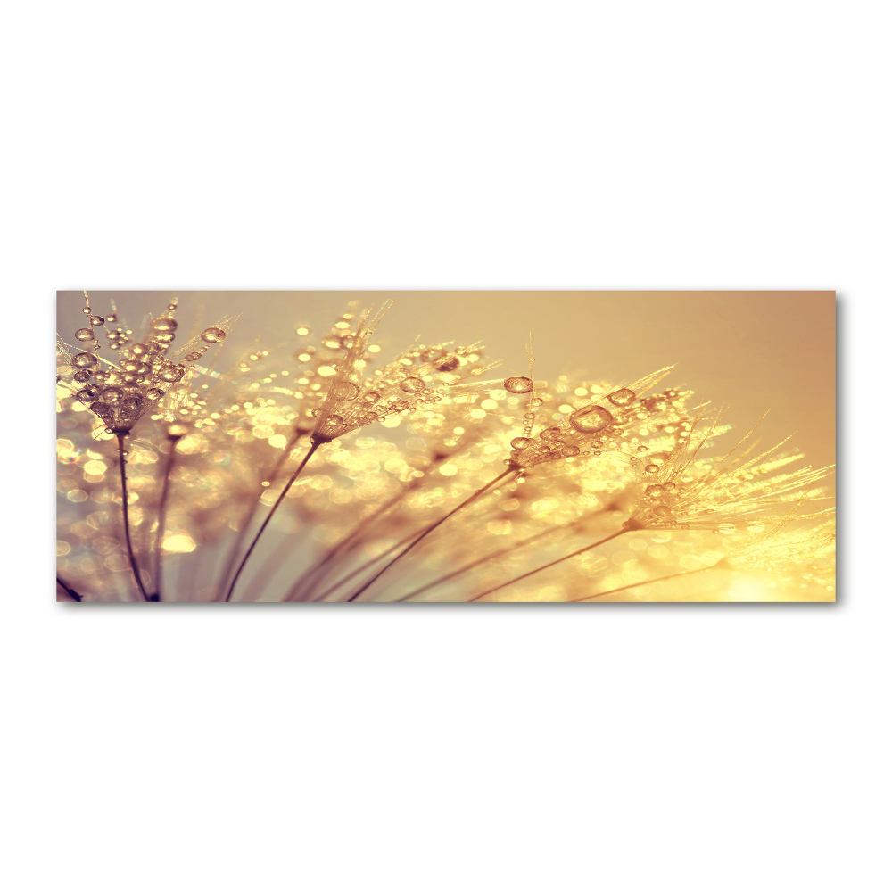 Print on acrylic Dandelion seeds