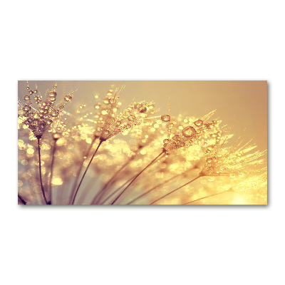 Print on acrylic Dandelion seeds