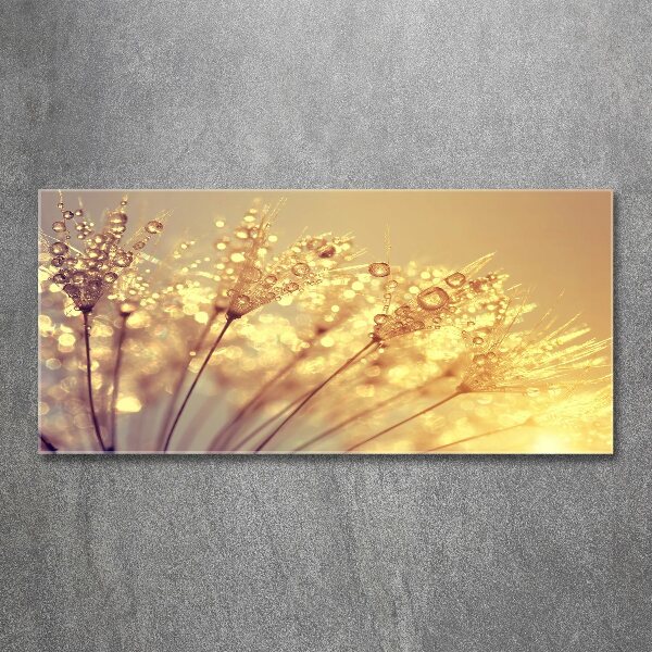 Print on acrylic Dandelion seeds