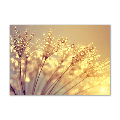 Print on acrylic Dandelion seeds