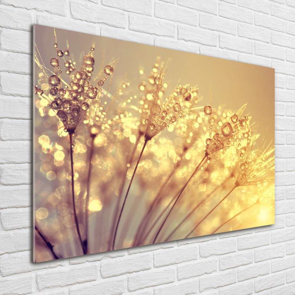 Print on acrylic Dandelion seeds