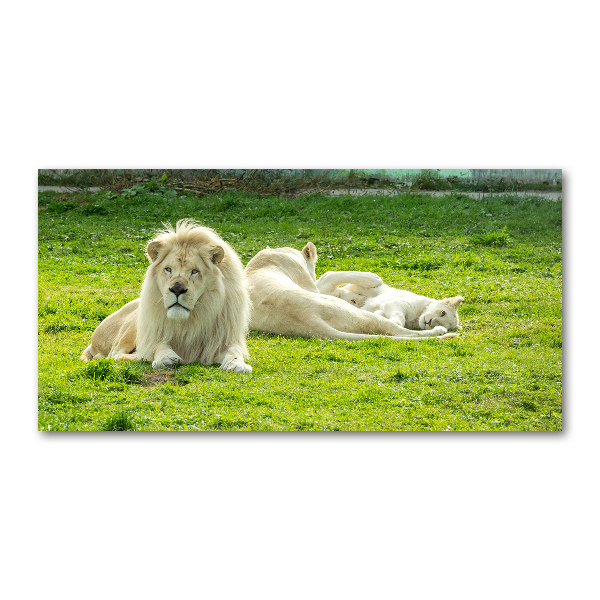 Wall art acrylic Beige lions