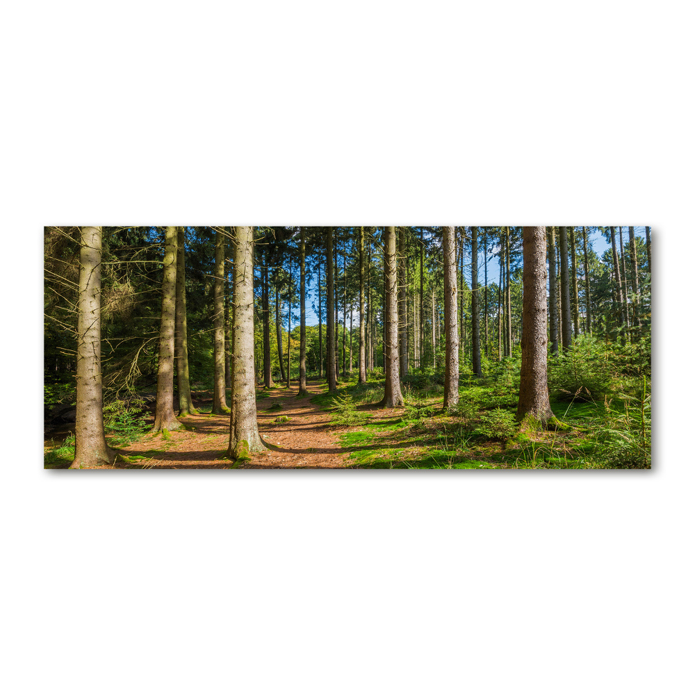 Wall art acrylic Panorama of the forest