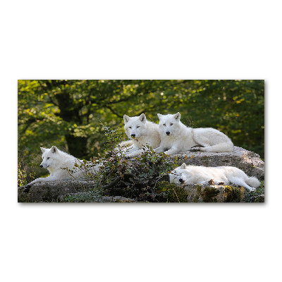 Wall art acrylic White wolves rock