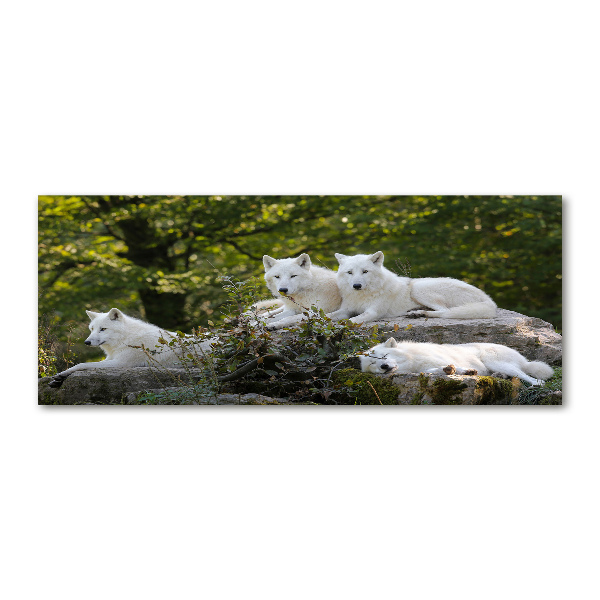 Wall art acrylic White wolves rock