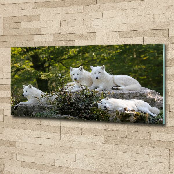 Wall art acrylic White wolves rock