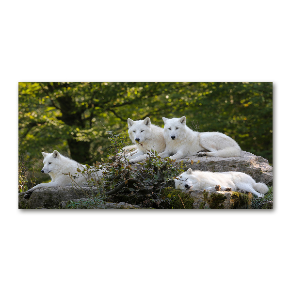 Wall art acrylic White wolves rock