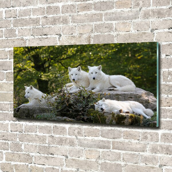 Wall art acrylic White wolves rock