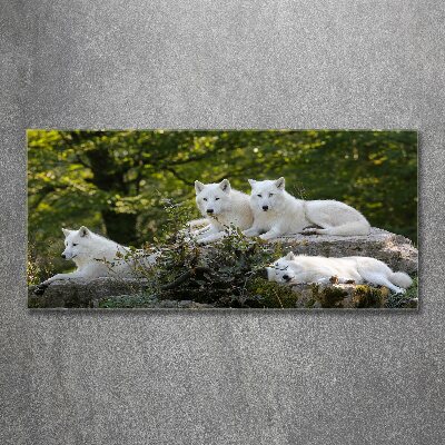 Wall art acrylic White wolves rock