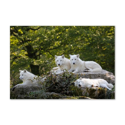 Wall art acrylic White wolves rock