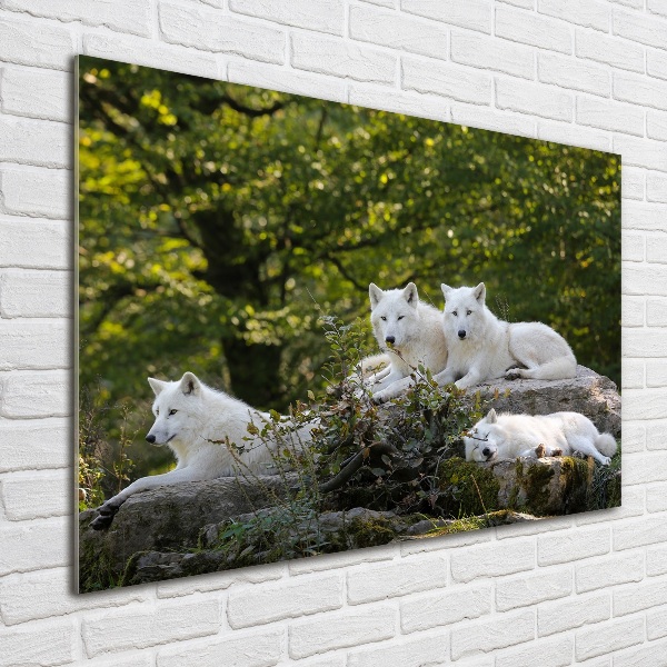 Wall art acrylic White wolves rock