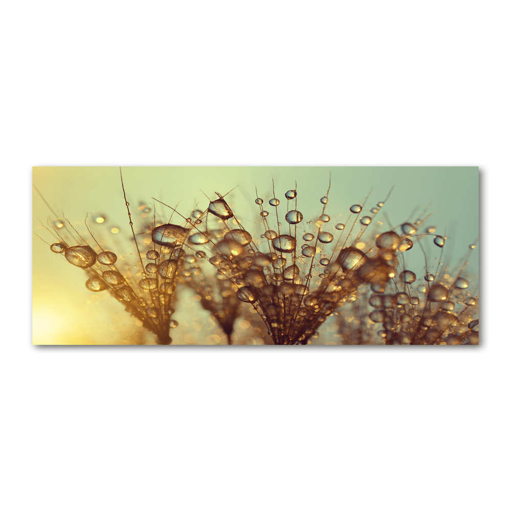 Print on acrylic Dandelion seeds