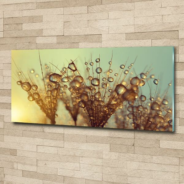 Print on acrylic Dandelion seeds